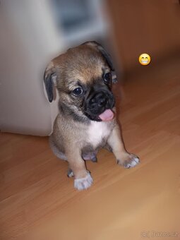 Štěňata Mops > s pinčem - 8