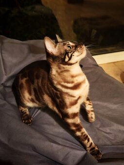 BENGÁLSKÁ KOČKA - kočička s PP - 8