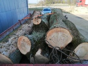 Jasanová kulatina - 8