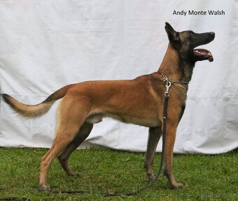 Belgický ovčák MALINOIS  s PP - 8