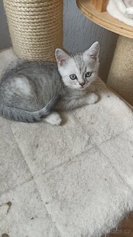 Britský kocourek whiskas s PP - 8