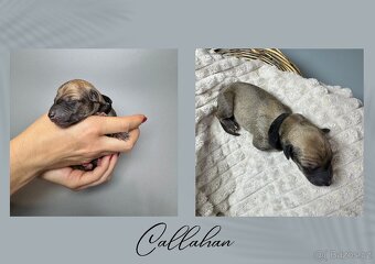 Štěně chrt/whippet/vipet s PP - 8