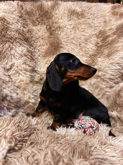 Jezevčík hladkosrstý trpasličí - 8