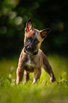 Belgický ovčák - Malinois s PP - 8