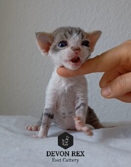 Devon rex - 8