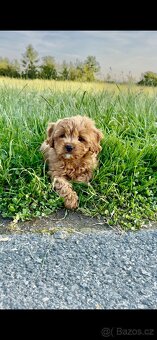 Cavapoo s pp, registrací - 8