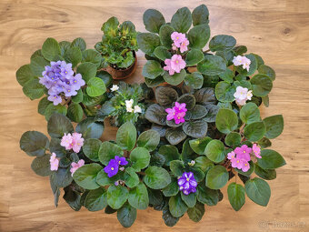 Pokojové rostliny (hoya, epipremnum, ibišek,pilea,syngonium) - 8