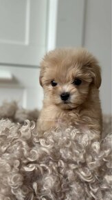 Maltipoo f1 boy pes - 8