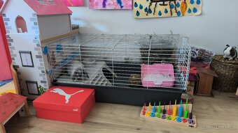 Zakrslý králík beránek Minilop + kompletní výbava + krmivo - 8