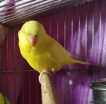 Andulka vlnkovaná, Andulky - Lutino - 8