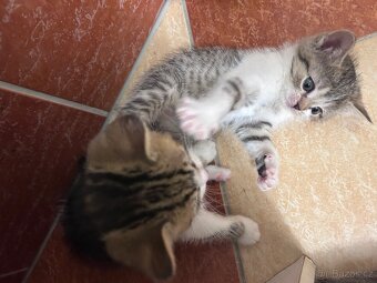 6 Rozkošných Koťátek (Máma Britka s PP x Pouliční Elegán) - 8