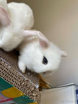 Králičci k rezervaci - 8