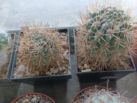 Kaktusy, sukulenty - 8