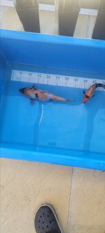 Prodam KOI pouze uznavane variery - 8