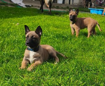 Belgický ovčák malinois s PP - 8