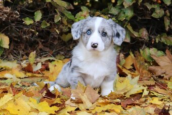 Welsh corgi cardigan s PP - 8