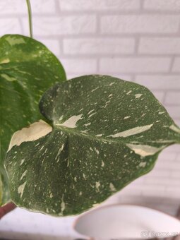 Monstera Deliciosa Thai - 8