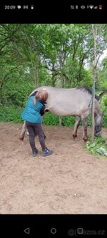 Pony valášek - 8