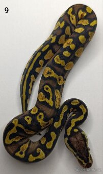 Krajta královská/ Python regius - 8