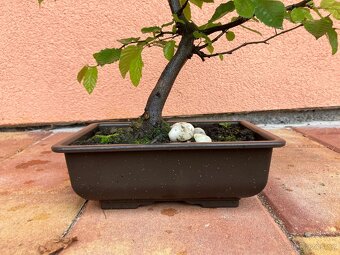 Bonsai, Bonsaj, jamadori, habr - 8
