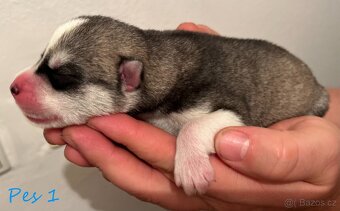 Zadáme štěňátka huskyho s PP FCI - 8