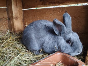 Holíčský modrý - 8