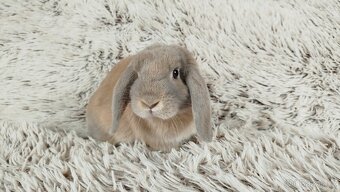 Zakrslý beránek, králíček, králík - MATEO - 8