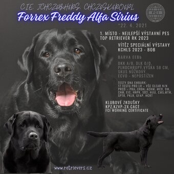 Štěňata Labradorského retrievera s PP FCI - 8