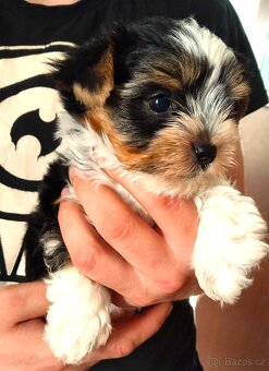 Yorkshire Terrier Black and tan, Biewer, Biro s PP - 8