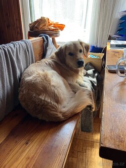 Zlatý retrívr - nabídka krytí - 8