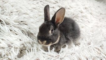 Zakrslý králík, králíček -(REX)-DAISY - 8