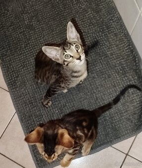 Orientální koťata - 8