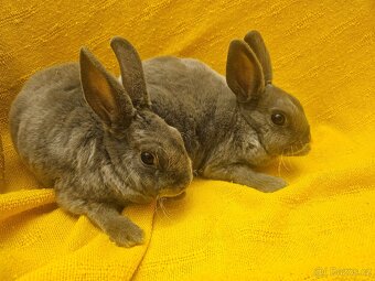 Zakrslý králíček - 8