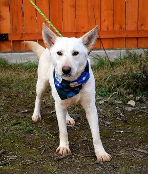 NAIMA K ADOPCI - 1 ROK, NĚŽNÁ, MILÁ, VHODNÁ K DĚTEM - 8
