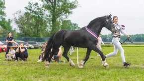 Připouštění Welsh cob - D - 8
