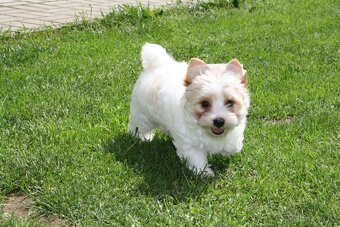 Yorkshire Terrier Golddust – štěňátka k odběru ihned - 8