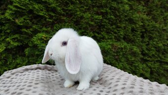 Zakrslý beránek, králíček, králík - HARRY - 8