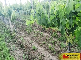 Němčičky - vinice, sady, les, orná půda 34 673 m2 – pozemek - 8