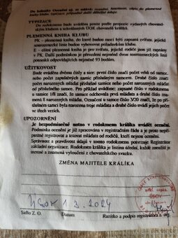 Hermelín modrooký - 8