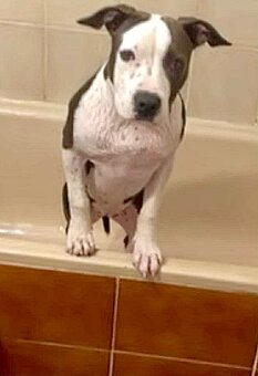 Americký stafordširský teriér - 8