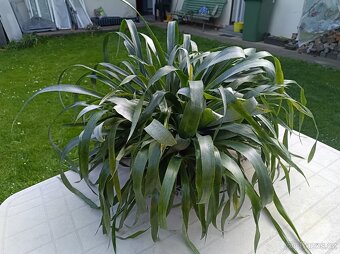 Billbergia nutans - bilbergie, čínský oves. Kvete od září do - 8