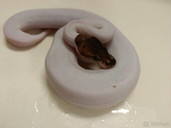 Krajta královská - 8