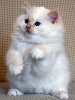 RAGDOLL koťátka: - 8