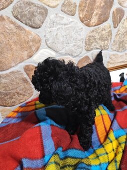 Pudl trpasličí černý a hnědý s P.P. - 8