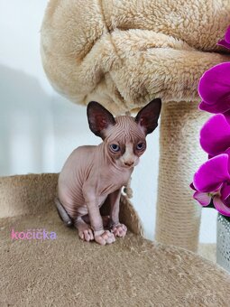 Sphynx koťátka - 8