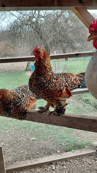 Zakrslá rousná - 8