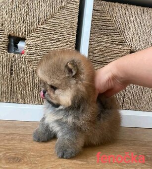 Pomeranian mini - 8