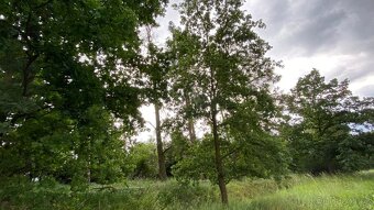 Prodej lesního pozemku - 8