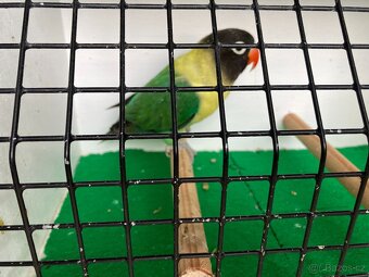 agapornis fischeri - 8