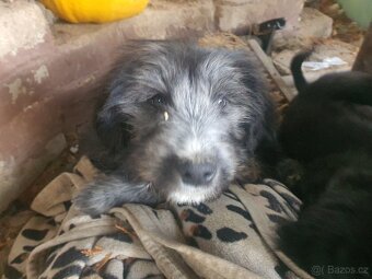 Stene krizenec borderkolie × holandsky pinc - 8